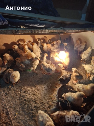 Малки и големи пилета , снимка 3 - други­ - 53638498