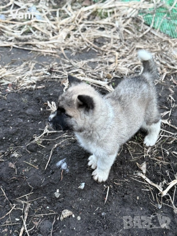 Америкаска акита , снимка 6 - Акита - 53493494