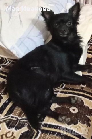 Търсим си дама за разплод 