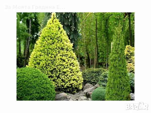 Канадски Смърч -Дейзи Уайт, снимка 4 - Градински цветя и растения - 49494615