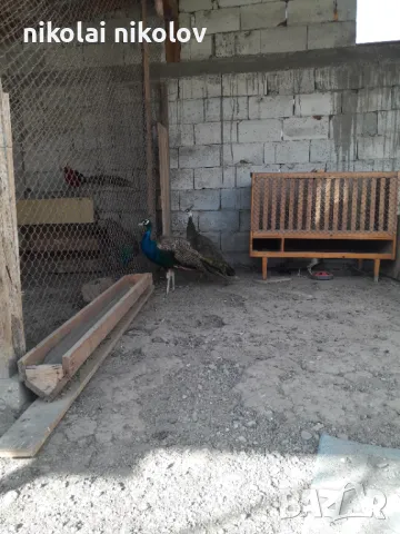 двойка пауни, снимка 3 - други­ - 41821918