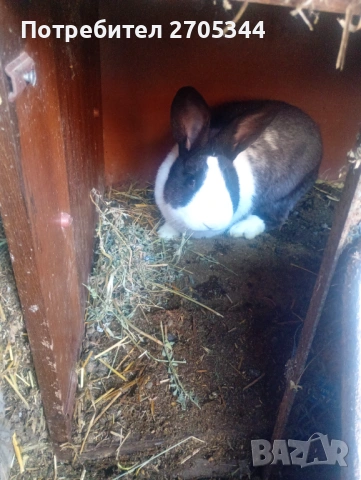 Мъжки заек , снимка 3 - Други животни - 53817559