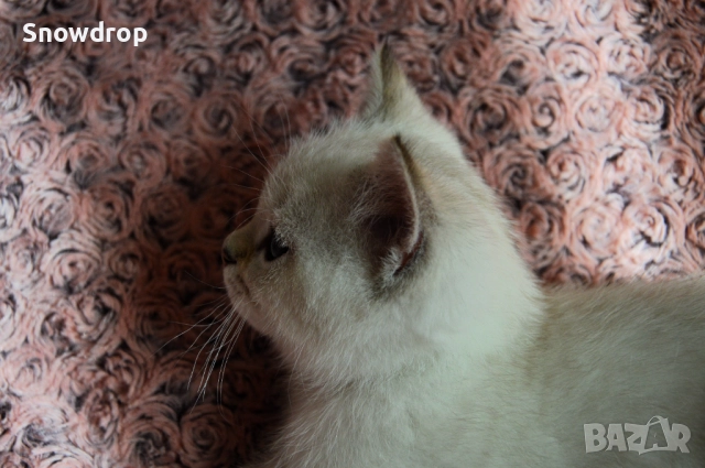 Сребърни чинчили, снимка 7 - Британска късокосместа - 52676106