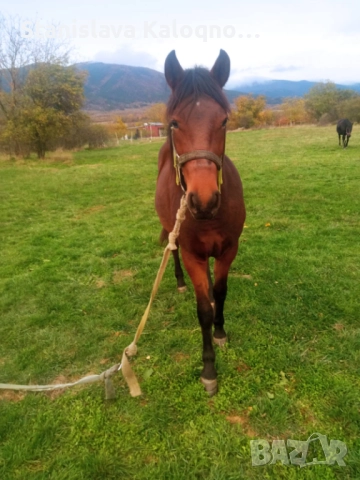 Продавам кобила на две години и половина, снимка 2 - Коне - 52930854