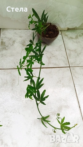 комплект цветя 10 евро и други цветя , снимка 13 - Стайни растения - 53144265