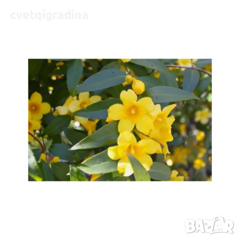 Gelsemium Sempervirens Гелсемиум семпервивенс, снимка 3 - Градински цветя и растения - 49086028