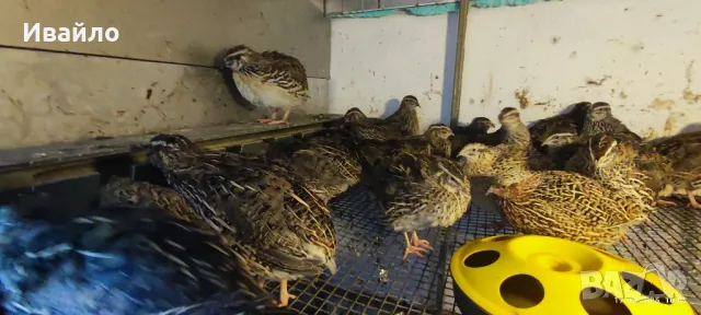 пъдпъдъци , снимка 5 - други­ - 49160828