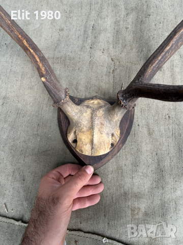 Продавам Ловен трофей , снимка 3 - Оборудване и аксесоари за оръжия - 52357320