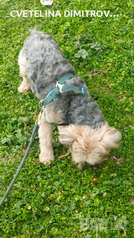 Продавам породисто йорки, снимка 3 - Йоркширски териер - 53872010