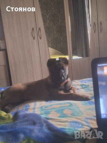 Белгийска овчарка Малионоа , снимка 2 - Белгийска овчарка - 53051825