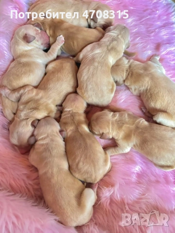 Голдън ретривър карамел момче, снимка 6 - Голдън ретривър - 53260030