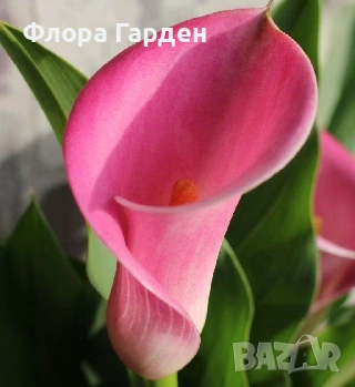 КАЛА, ГЛОКСИНИЯ - Грудки - ПРЕДВАРИТЕЛНИ ПОРЪЧКИ, снимка 5 - Градински цветя и растения - 53659916