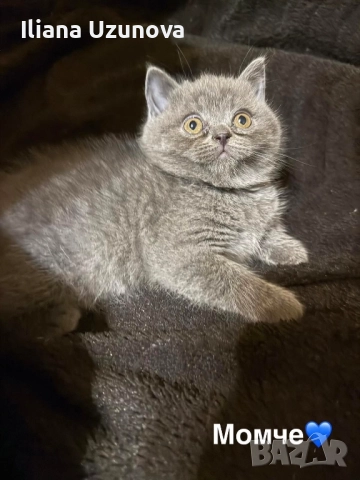 Уникални британски котенца , снимка 9 - Британска късокосместа - 52529757