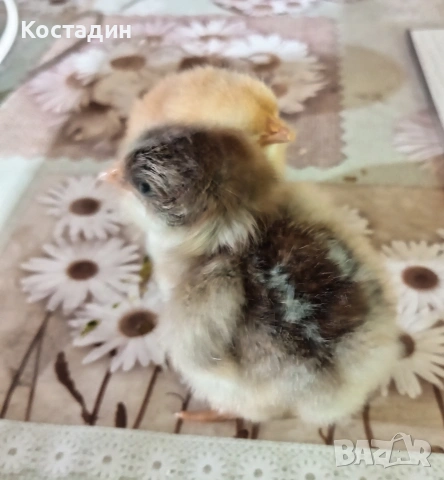 Пиленца катунска червена и сребърна линия 