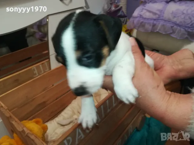 АЗ СЪМ СЛАДКО БЕБЕ ДЖАК,ТЪРСЯ НОВИЯ СИ ДОМ 0102251734, снимка 5 - Джак ръсел териер - 48920630