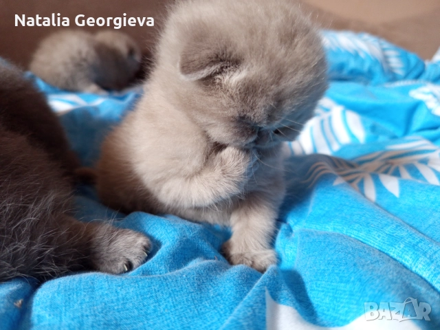 Британски котенца , снимка 7 - Британска късокосместа - 52672572