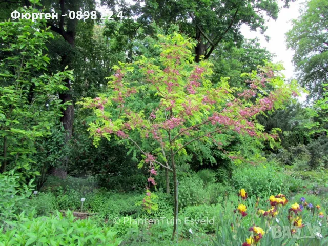 Акация - Налични 2 цвята, снимка 11 - Разсади - 43201691