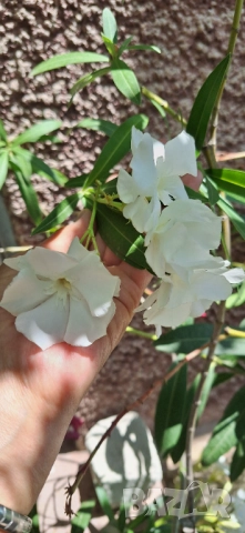 Зокум/ Олеандър в бял и розов кичест цвят, снимка 12 - Разсади - 51549509