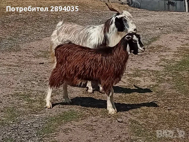 свободни кози + пръч , снимка 5 - Кози - 56126008