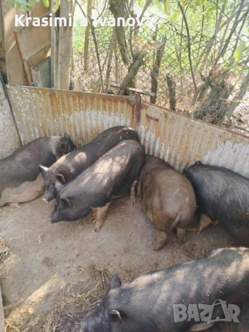 Виетнамски прасета 🐷