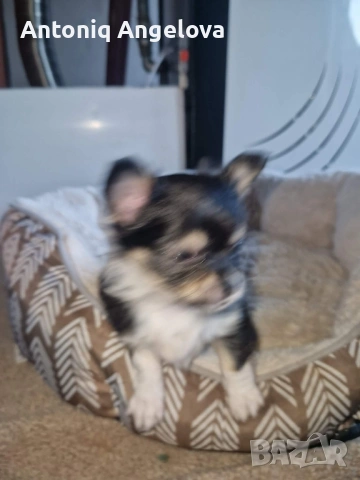 бебета чихуа на 50 дена с първа ваксина , снимка 7 - Чихуахуа - 53803931