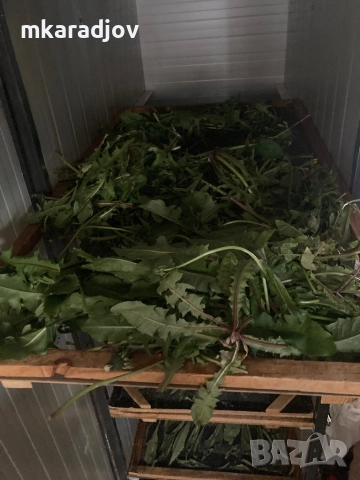 професионална сушилня за билки плодове гъби, снимка 6 - Други машини и части - 51816729