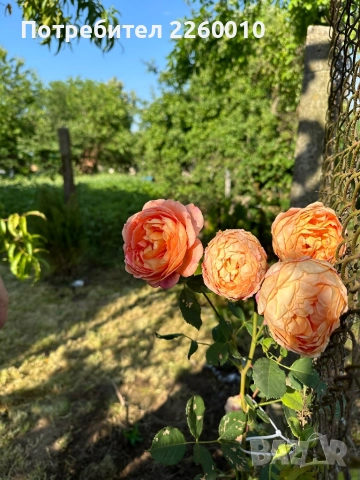 Продавам къща в село Голец, снимка 14 - Къщи - 52461214