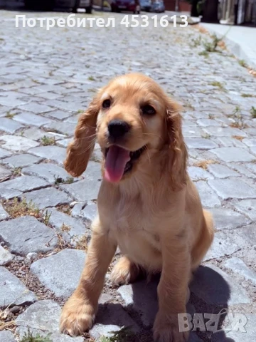 Кокер Шпаньол - момченце, снимка 1