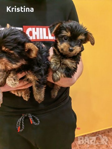 Йорки йоркширски териер, снимка 5 - Йоркширски териер - 39758358
