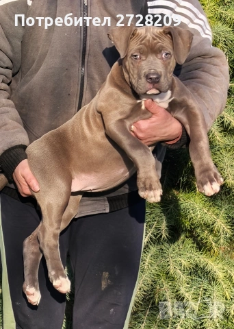 Американско Були Хл/American Bully XL , снимка 6 - Питбул - 53262294