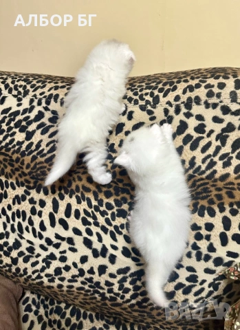 Шотландски котета, снимка 14 - Британска късокосместа - 53060977