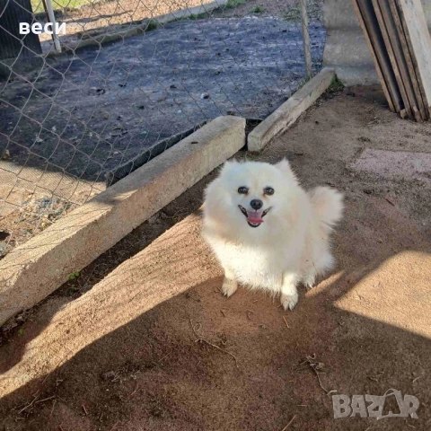 Женска Шпицка , снимка 4 - Померан - 52166556