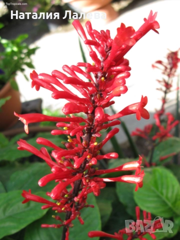 Одонтонема, odontonema