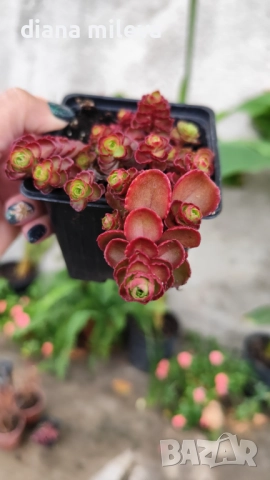 Червен седум Пурпурна Зима, Sedum spirium " Purpur Winter ", снимка 8 - Градински цветя и растения - 46784135