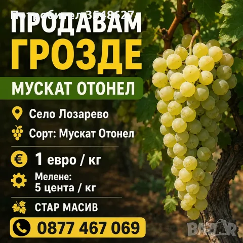 Мускат Отонел грозде