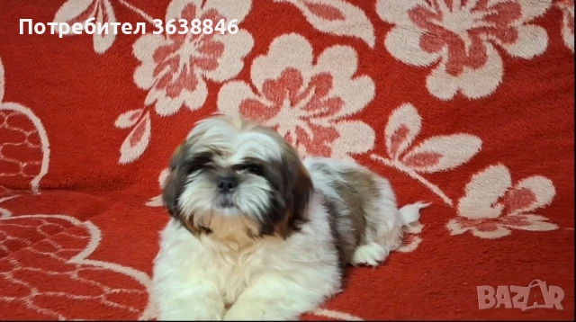 Ши тцу, снимка 5 - Ши Тцу - 50728240