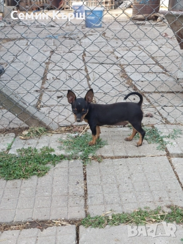 Мъжки мини пинчерчета , снимка 1