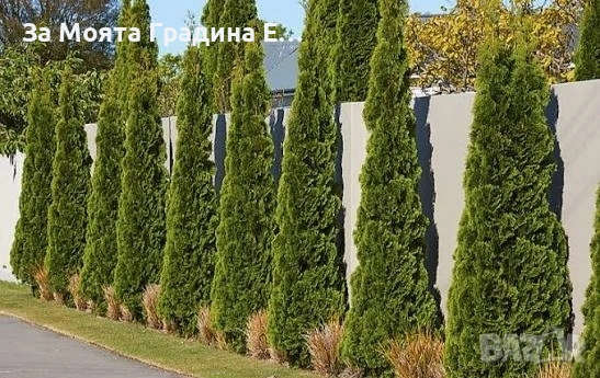 Туя - Фестигиата , снимка 4 - Градински цветя и растения - 53634092