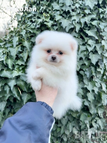 Померан мини момче със втора ваксина, снимка 4 - Померан - 53623973