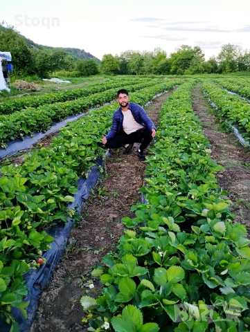 ягодов разсад , снимка 4 - Градински цветя и растения - 53481361