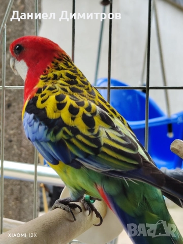 Птици на добри цени