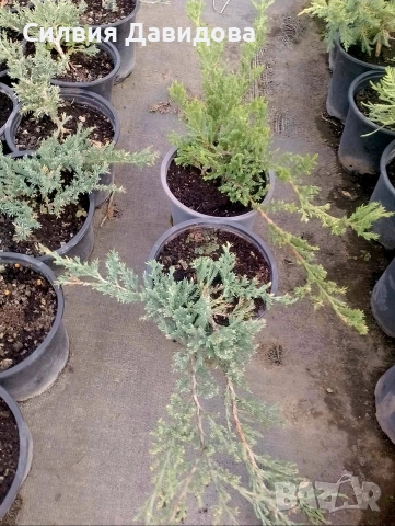 Юниперус , снимка 10 - Градински цветя и растения - 52770817