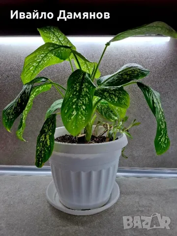 Стайно цвете / цвете Дифенбахия (Dieffenbachia), снимка 4 - Стайни растения - 48727857