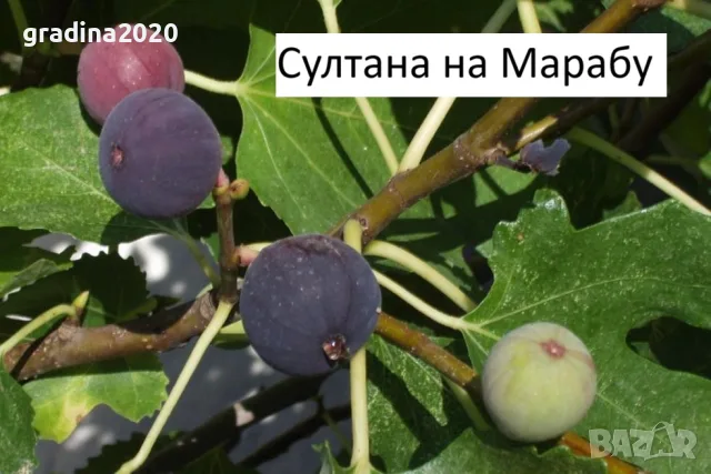 Смокиня  / Разсад Студоустойчиви - Налични 8 сорта, снимка 7 - Градински цветя и растения - 27289924