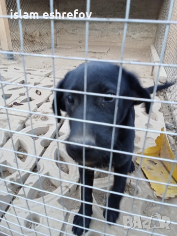 Лабрадор с паспорт и всички эадължителни ваксини мъжки на 8 месеца