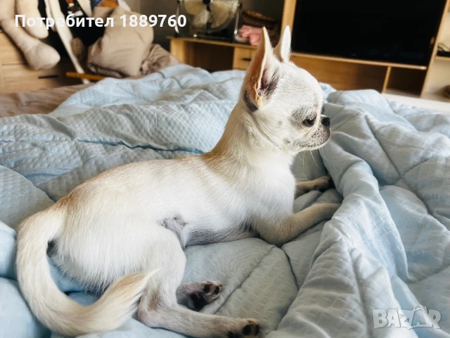 Мини чихуахуа прекрасен супер мини, снимка 1