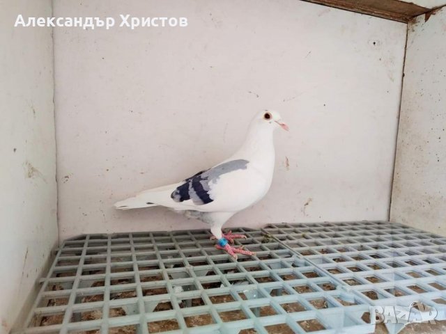 Спортни гълъби , снимка 4 - Гълъби - 30973040