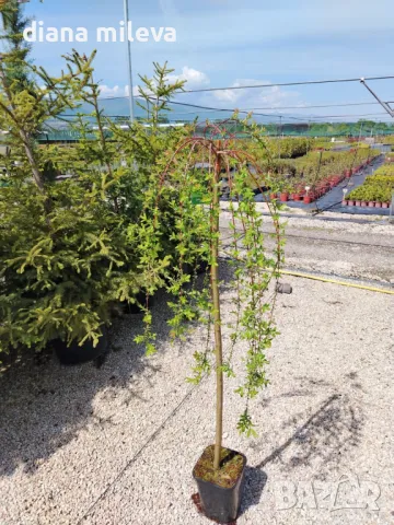 Плачеща върба, Salix Integra Pendula, снимка 6 - Градински цветя и растения - 50247216