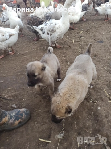 Мъжко кангалче 