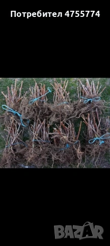 Разсад Малини, снимка 5 - Разсади - 53719048